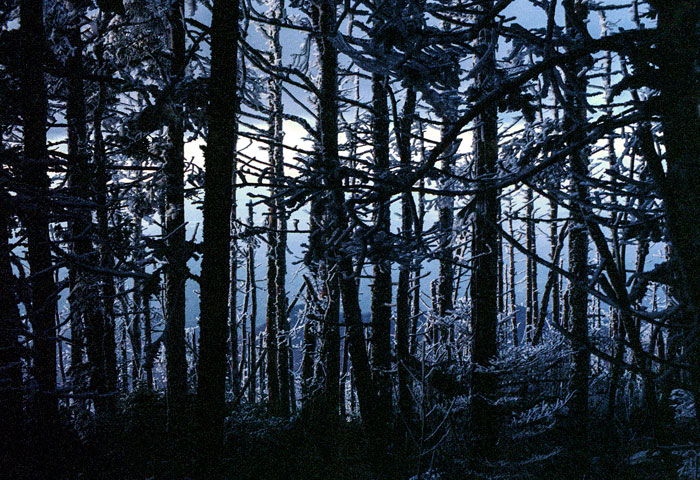 Sunset through the ice-covered trees