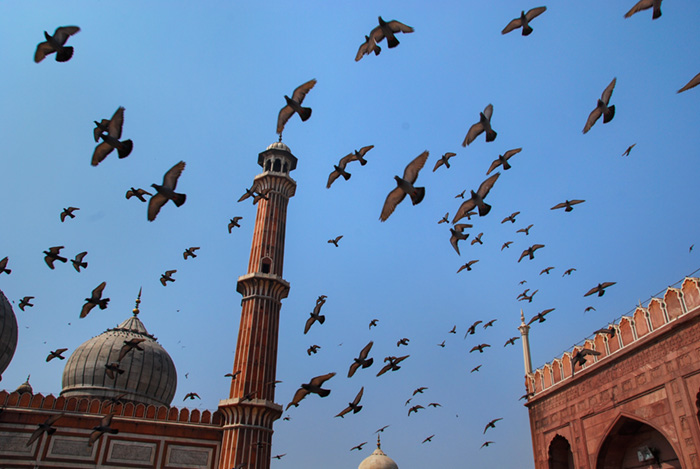 Pigeons of the Jama Masjid