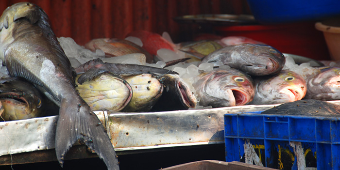 Fish for sale, Cochin