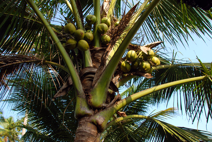 Coconuts, Alleppey