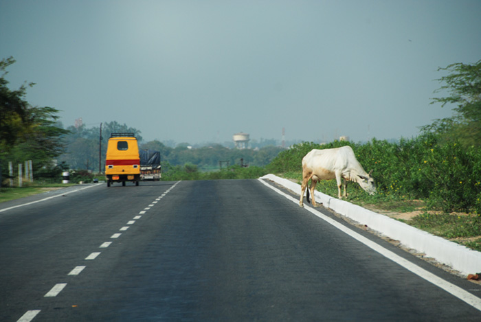 Cow on the highway during the return to Delhi