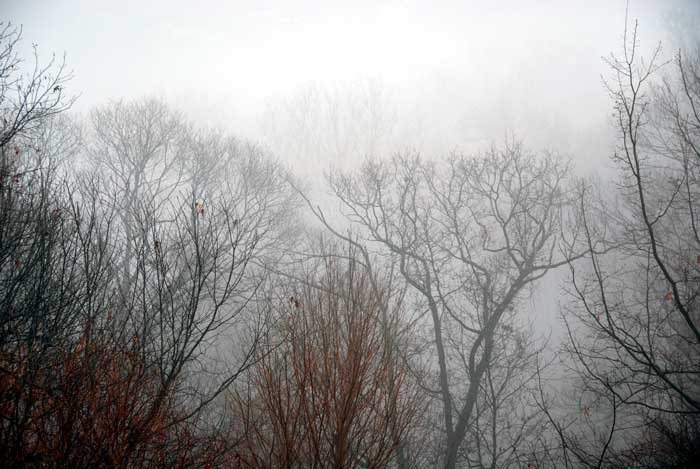 Trees in fog