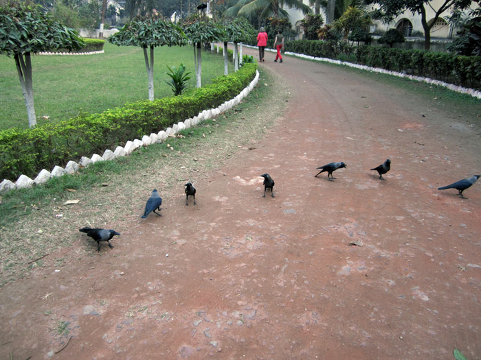 Kolkata ravens