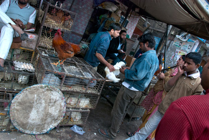 Chicken vendor