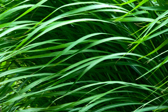 Grass, Montreal Botancal Garden