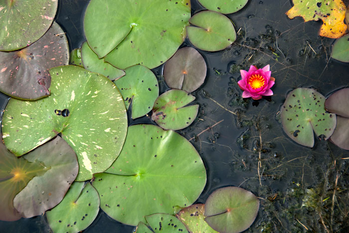 Water lily, Montreal Botancal Garden