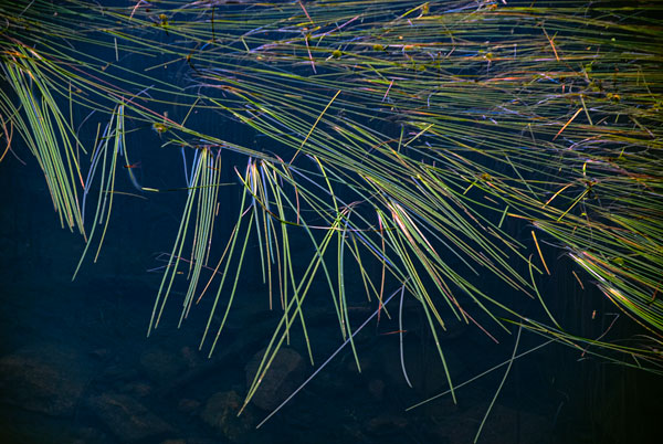 pine needles in Bear Lake