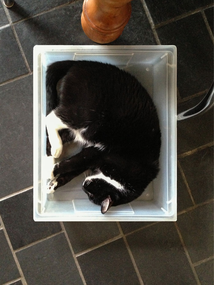 Cat in box