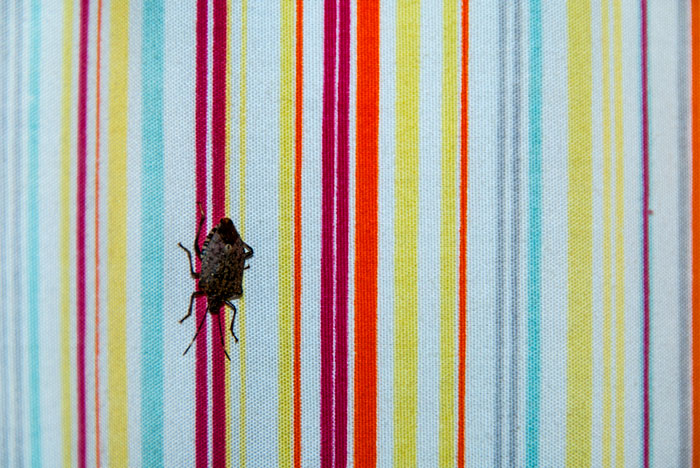 Stink bug on the shower curtain
