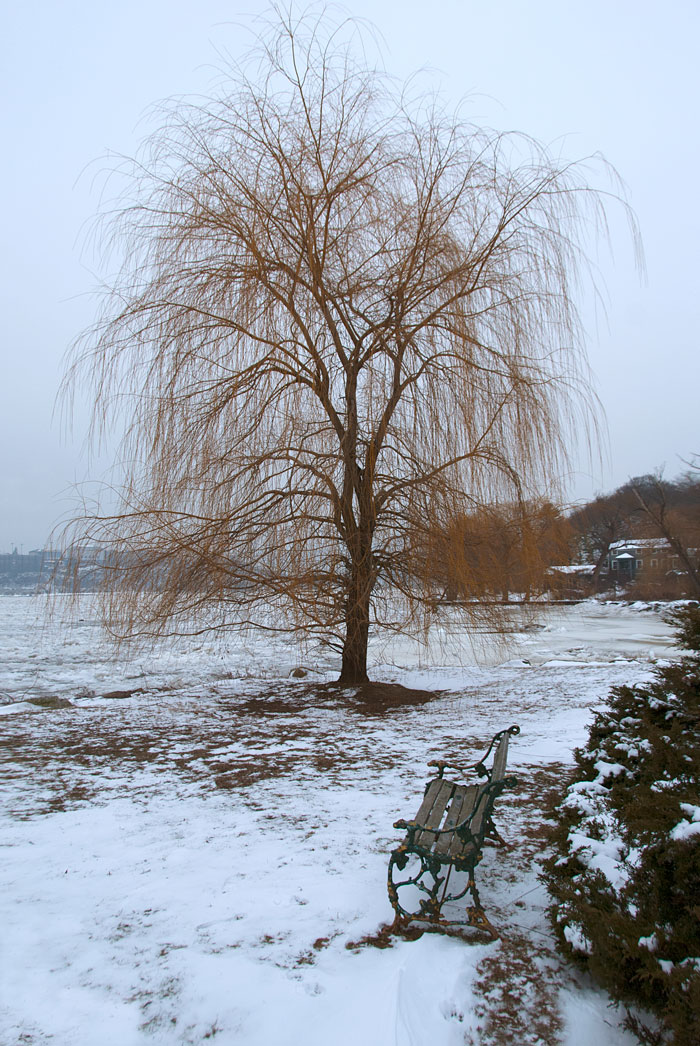 The willow in winter