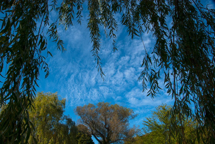 The willow in summer
