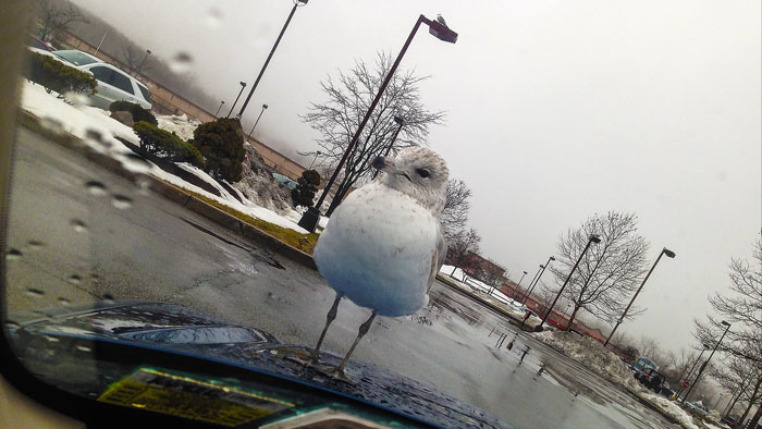Gull in McDonald’s parking lot