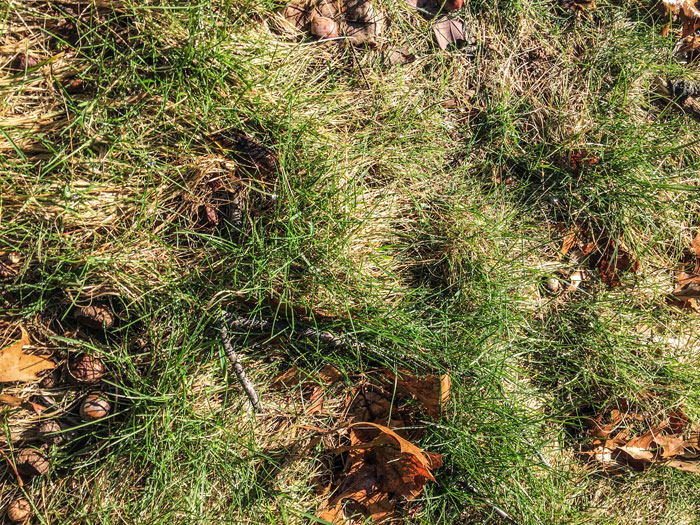 Leaves in winter grass