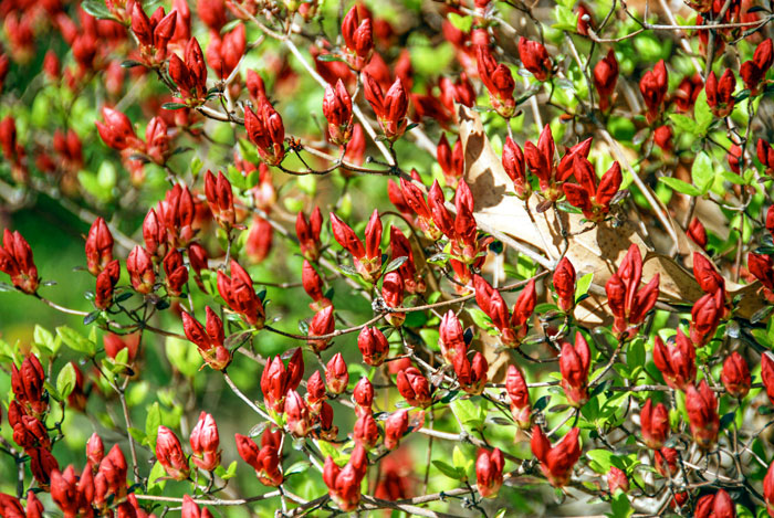 Budding azaleas