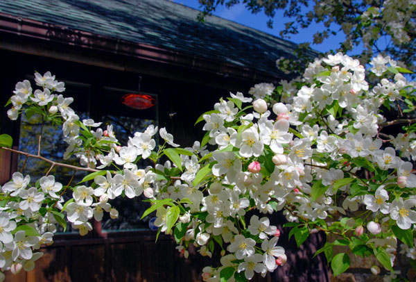 Crab apple