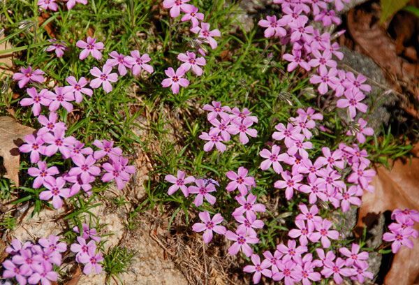 Phlox