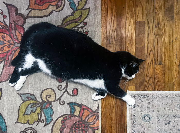 Cat on rug