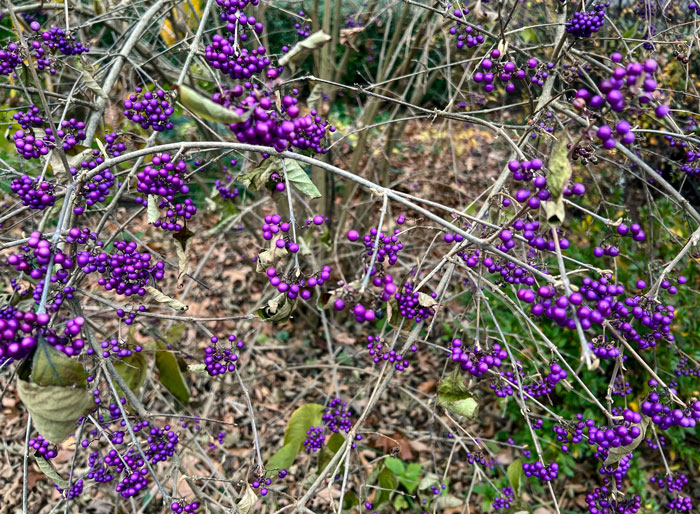 Fall berries, Fort Tryon