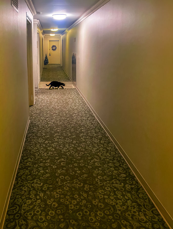 The cat is in the hall