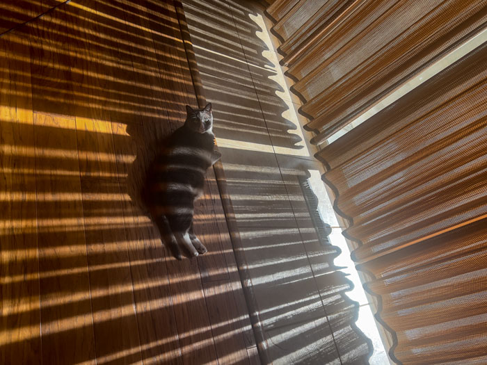 Cat, curtains, Kansas