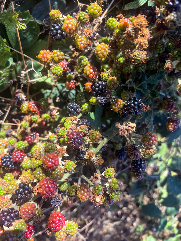 Brambles