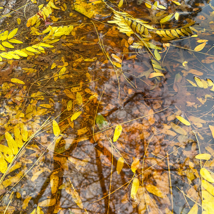Leaves underwater