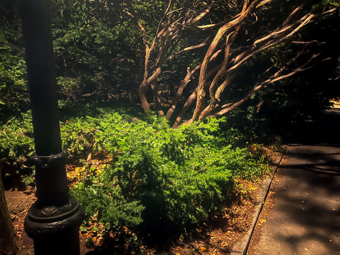 Bush and lamp